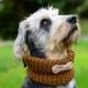 Dog neckwarmer with bone, hand crocheted, pet accessories, clothing, ellegant pet, mustard brown
