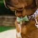 Wedding Bowtie Dog Collar, Wedding Dog Collar, Wedding Dog Leash, Bowtie Dog Collar, Collar and Leash Set, Best Dog Collar, Groomsman collar