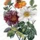 CLEMATIS bouquet, Instant Download, floral wedding clipart, antique botanical illustration no.403