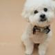 Dog bow tie and shirt collar- globe print bow tie and gingham shirt collar- formal wear for dogs
