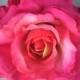 Pink Ombre Rockabilly Rose Flower hair clip