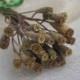 Bunch of dried poppy pods - Craft supply - Home decor - Natural Bouquet - Dry flowers - Floral supply - Mini poppy pods