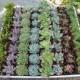 275 Gorgeous Classic 2" Succulents Perfect for WEDDING FAVORS and Party Gifts or Ccenterpiece Table Decor