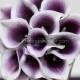 Dark purple and white calla lily small wedding bouquet bridesmaid size real touch white and plum purple center picasso two tone callas