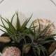 Air Plant Glass Pedestal Terrarium DIY Complete Kit with Two Air Plants, Sand, Shells and Stones.