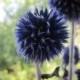 Dried Globe Thistle -- set of 8  -- Preserved  -- 3" long Blue