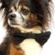 Dog Bowtie-Black clip on bow tie