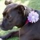 Dog collar flowers. pink and gray chevron, pets, dog collar, dog collar bling, collar Flowers, Wedding Dog Flowers, Bows for Dogs, Dog Bows