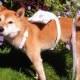 Ring Bearer Dog Harness  - Ring Bearer Pillow - Dog Wedding Harness