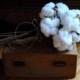Beautiful Single Cotton Boll - Wired Stem - 18" - Natural Cotton - Raw Cotton - Natural Cotton Boll - DIY Cotton - Wedding