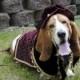 Custom Renaissance Tudor Royal Ringbearer Dog Pet Costume outfit for S-M pet