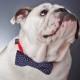 Dog Bow Tie - Mini White Polka Dots on Navy