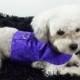 Purple  Dog Harness Vest with Bow Tie or Bow For Wedding or Holidays