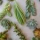 18 Succulents Cuttings, Terrarium, Great For Table Decor, Rustic Weddings, Living Wall Art