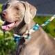 Plaid Emerald Designer dog Bow Tie, collars, bowtie collar leash, Dog and Cat Collar, Bow Tie Dog, Wedding Dog Collar