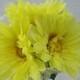 FuN WHiMSiCaL YeLLoW GeRBeRa DaiSY Bridesmaid WeDDiNG Bouquet WiTH BeaDeD WiRe