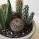 Cactus Plant. - DIY Complete Dish Garden Set  includes 5 small cacti, soil & Planter.  Great gift!!!