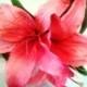 TROPICAL HAIR FLOWERS - Flower Clip, Beach Wedding, Fascinator, Bridal, Pink Lily, Hawaiian Flower, Headpiece, Hair Accessory, Wedding, Luau