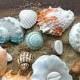 Edible Chocolate Filled Candy Sea Shells / 20 Piece Box Set - As Seen In The New York Times