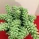 Large Succulent Plant. Donkey Tail or  "Burrito"  has dense "jelly bean" leaves.  Excellent for hanging basket, centerpiece, terrarium