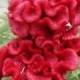0.2g (approx. 260) cockscomb seeds CELOSIA CRISTATA, Stunning colors, Mixed variety, Can be dried for winter bouquets