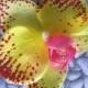 Hawaiian Yellow - Wine Orchid  hair Flower clip