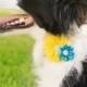 Dog collar flowers, Dog collar, dog collar bling, collar Flowers, Wedding Dog Flowers, Bows for Dogs, Dog Bow, Pet flower, dog flower, Cat