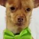 Bright Lime Green Pet  Bow Tie