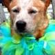 Custom Party Dog Collar, Custom Birthday Dog Collar, Custom Ribbon Dog Collar, Custom Parade Dog Collar, Custom Wedding Dog Collar, Dog TuTu