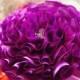 purple satin Chiffon rosette, wedding decors, wedding chair sash, table bouquet