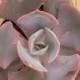 Succulent Plant.  Echeveria Dusty Rose.