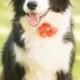Dog collar flowers. Girl dog accessories, dog, Flower dog collar, Dog collar embellishment, Dog collar decoration, dog collar, collar bling,