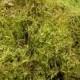Preserved Maple Green Moss  7lbs. 2.5 cubic  Perfect for your wedding Home Garden and more