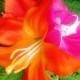 TROPICAL FLOWER CLIP - Orange and Fuchsia, Bridal Flowers, Beach Bride, Fascinator, Flower Headpiece, Wedding Hair Accessory, Hair Clip
