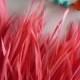 GOOSE BIOT FEATHERS / Neon Flamingo Pink  / 739
