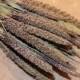 Fresh Cut and Dried Stemmed Decorative Hilander Millet for Dried Florals or Rustic Wedding Bouquets