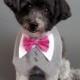 Heather Gray Dog Wedding Tuxedo With Satin or Cotton Bow Tie