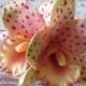Hawaiian Coral/Peach/ Wine Two Orchids hair flower clip -