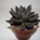 Succulent Plant Echeveria Black Knight