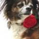 Dog Collar Flower- Red Rose Collar Attatchment-clip on