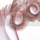 Mauve Pink Curled Peacock Sword Tail Feathers (4 Feathers)(14 color options) for wedding bouquets, invitations, center pieces and millinery