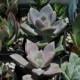 135 Succulent Plants Succulent Wedding Centerpieces Favors Bouquets