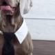 Black Tie for Cats and Dogs -Preppy Pup Couture