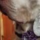 Light Purple Satin Flower Dog Collar Accessory for Cats and Dogs - Great Wedding Accessory for your pet!