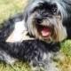 NEW to Etsy, "I Do Too" Ring Burlap Ring Bearer Sign for Dogs, Dog Ring Bearer Sign
