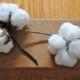 Natural Cotton Bolls - Raw Cotton - DIY Cotton - Bridal - Wedding - Home Decor - Gift