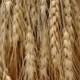 Dried Natural Wheat Stem Bunches - 3oz