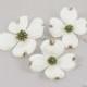 3 Dogwood Hair Flowers - Real Touch Off White/ Ivory/ Cream Dogwood, brown edging, natural green centers . Bobby Pins