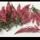 One Lot Pink HEATHER Stems - Foam Berry Stems - As IS - NO Returns