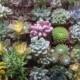 Succulents Galore, Collection Of 100 Succulents, TOP QUALITY, Great For Weddings, Baby Showers And Special Events, Favors